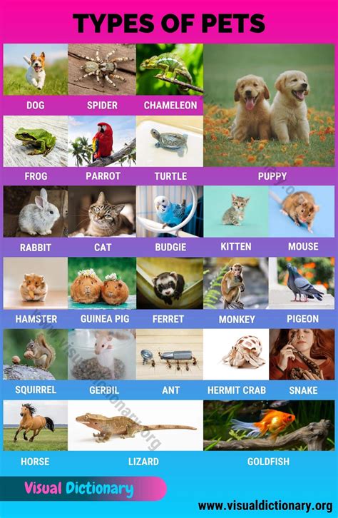List of Pet.